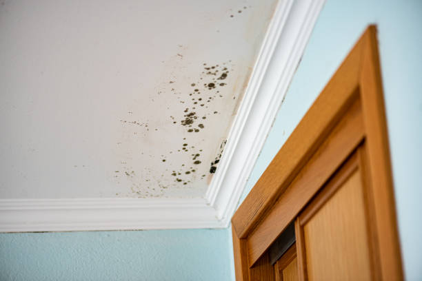 Best Black Mold Remediation in West Wood, UT