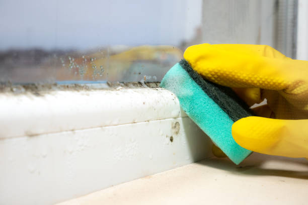 Best Emergency Mold Remediation in West Wood, UT