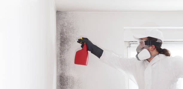 Best Post-Remediation Services in West Wood, UT