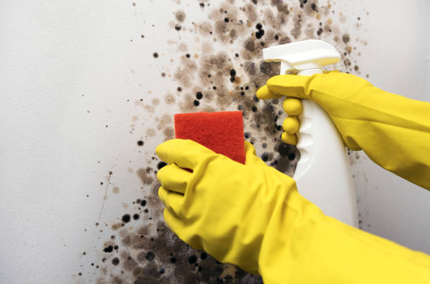 Best Bathroom Mold Remediation in West Wood, UT