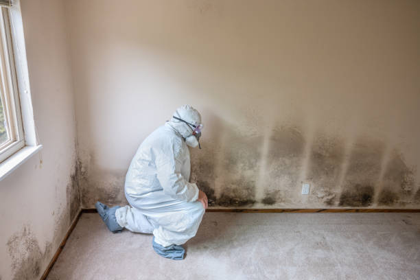 Best Mold Remediation for Schools in West Wood, UT