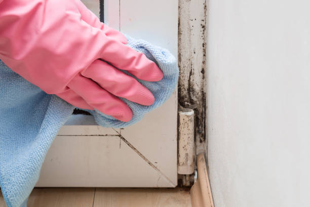 Best Localized Mold Remediation (e.g., coastal areas, humid climates) in West Wood, UT