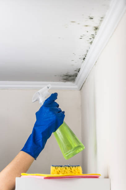 Best Residential Mold Remediation in West Wood, UT